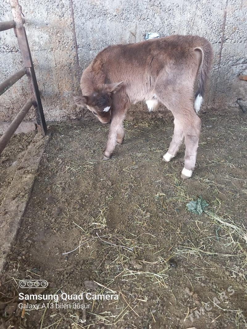 okuz - Бузмеин - img 2