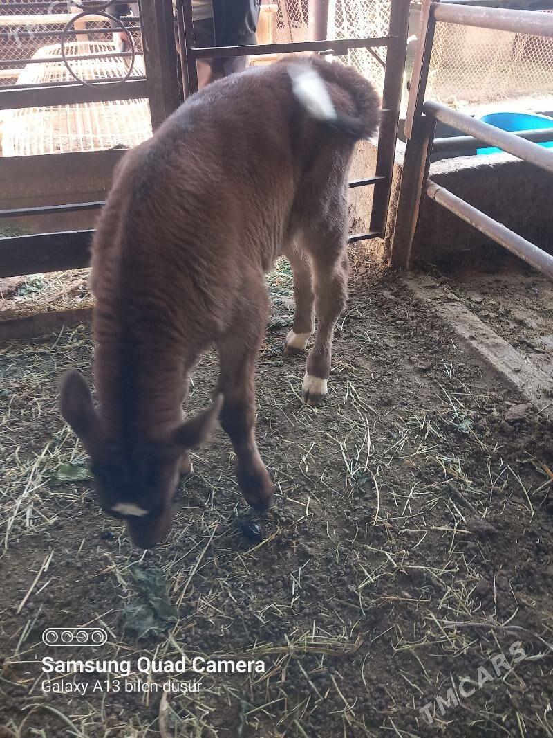 okuz - Бузмеин - img 3