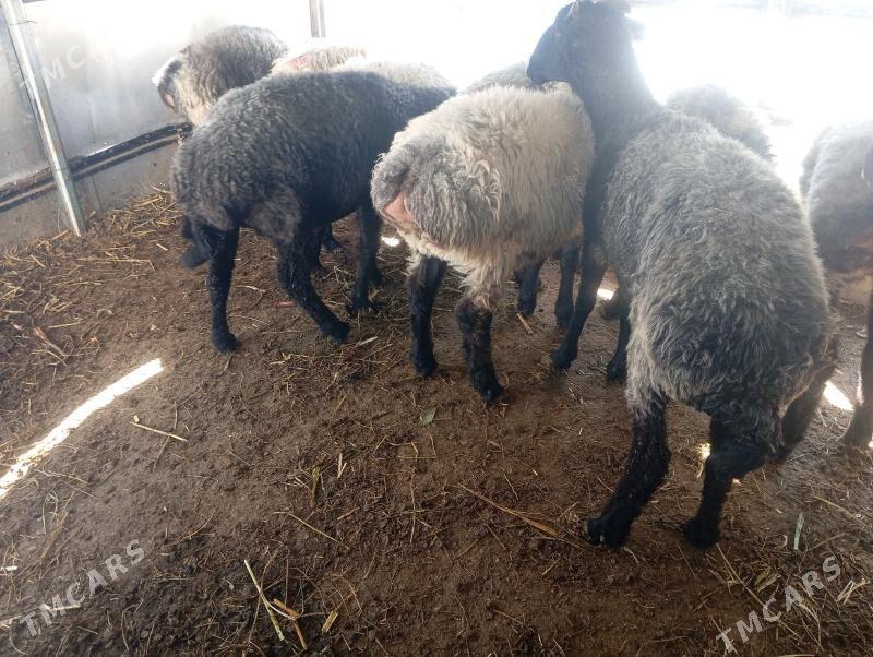 garakol issek goyun - Ашхабад - img 4