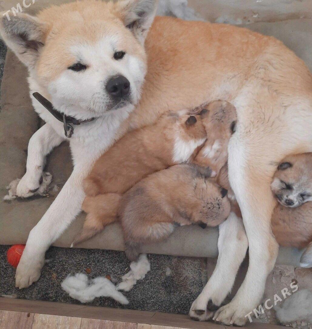 Акита ину - Туркменабат - img 2