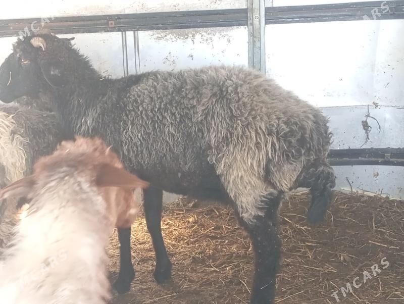 garakol issek goyun - Ашхабад - img 5