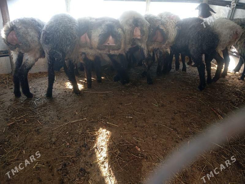 garakol issek goyun - Ашхабад - img 6