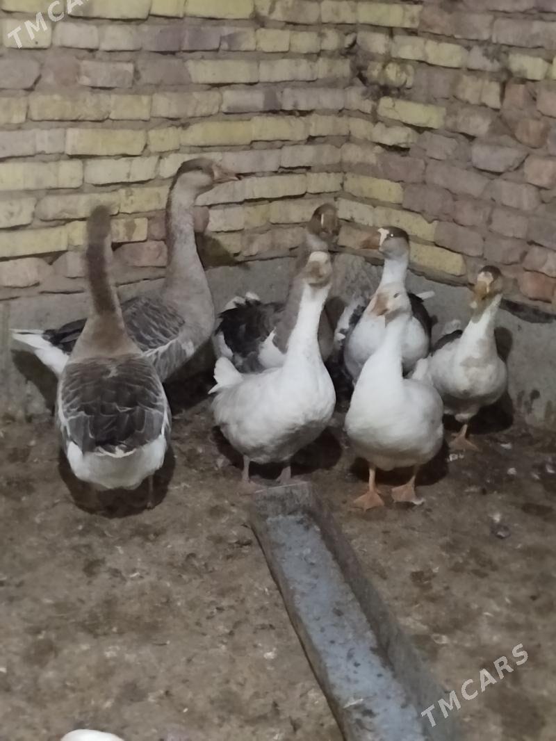 Gus Martyn - Tejen - img 2