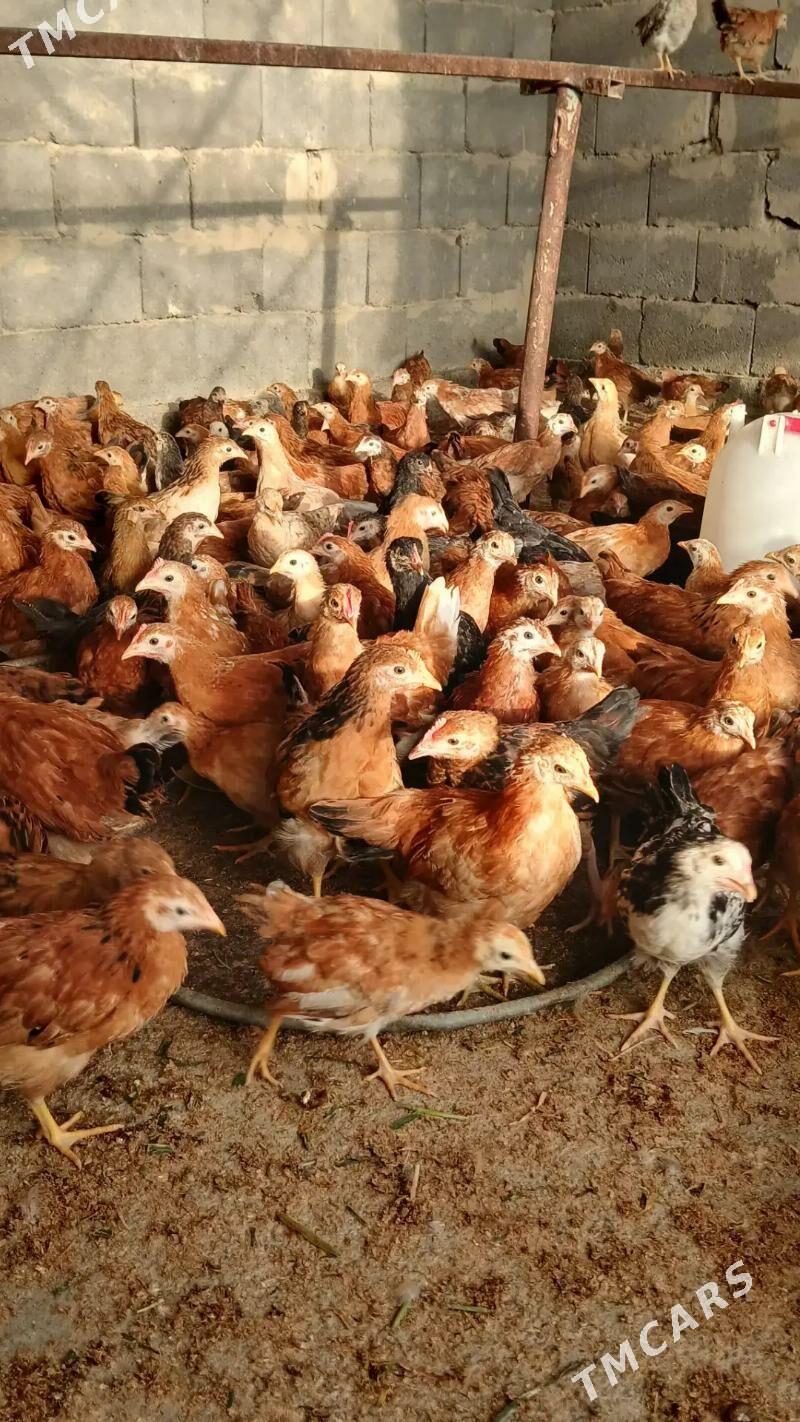 Jüýje - Гёкдепе - img 5