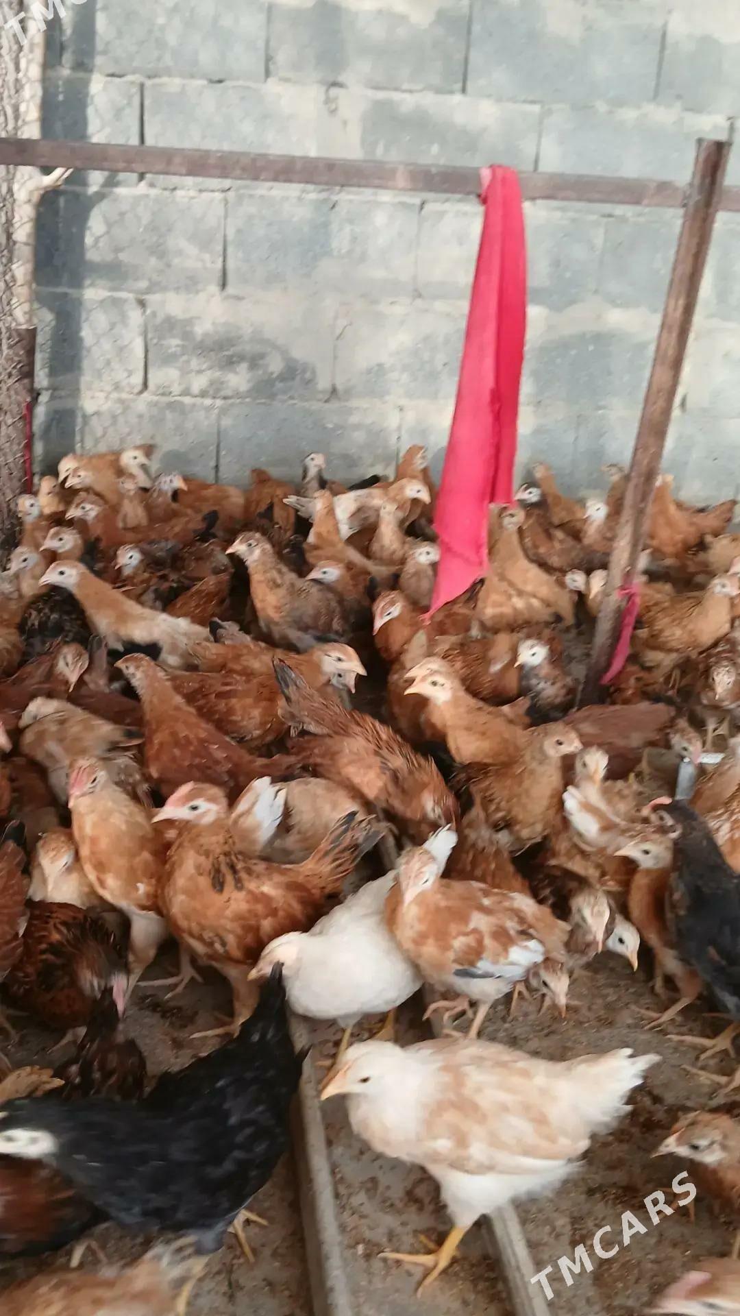 Jüýje - Гёкдепе - img 2