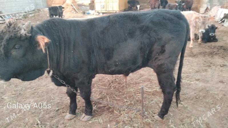 Bakylan okuz - Gökdepe - img 4