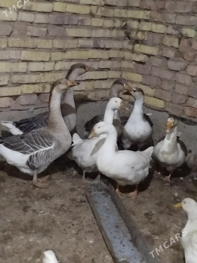 Gus Martyn - Tejen - img 1