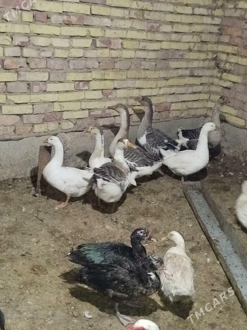 Gus Martyn - Tejen - img 3