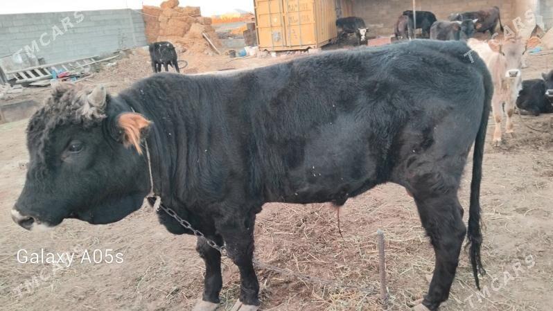 Bakylan okuz - Gökdepe - img 3