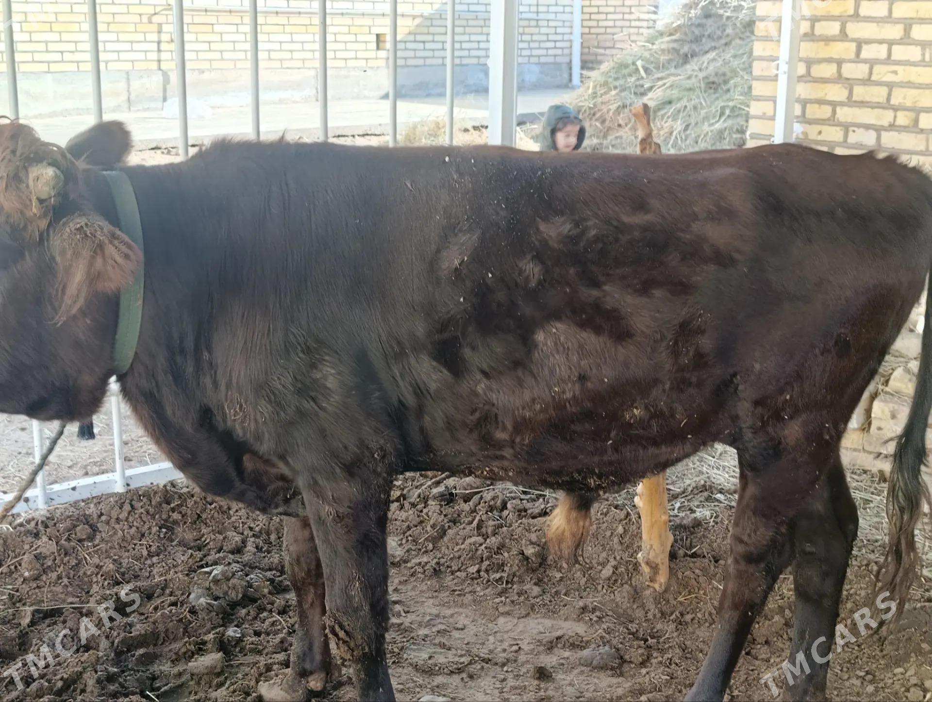 ÖKÛZCE - Байрамали - img 5