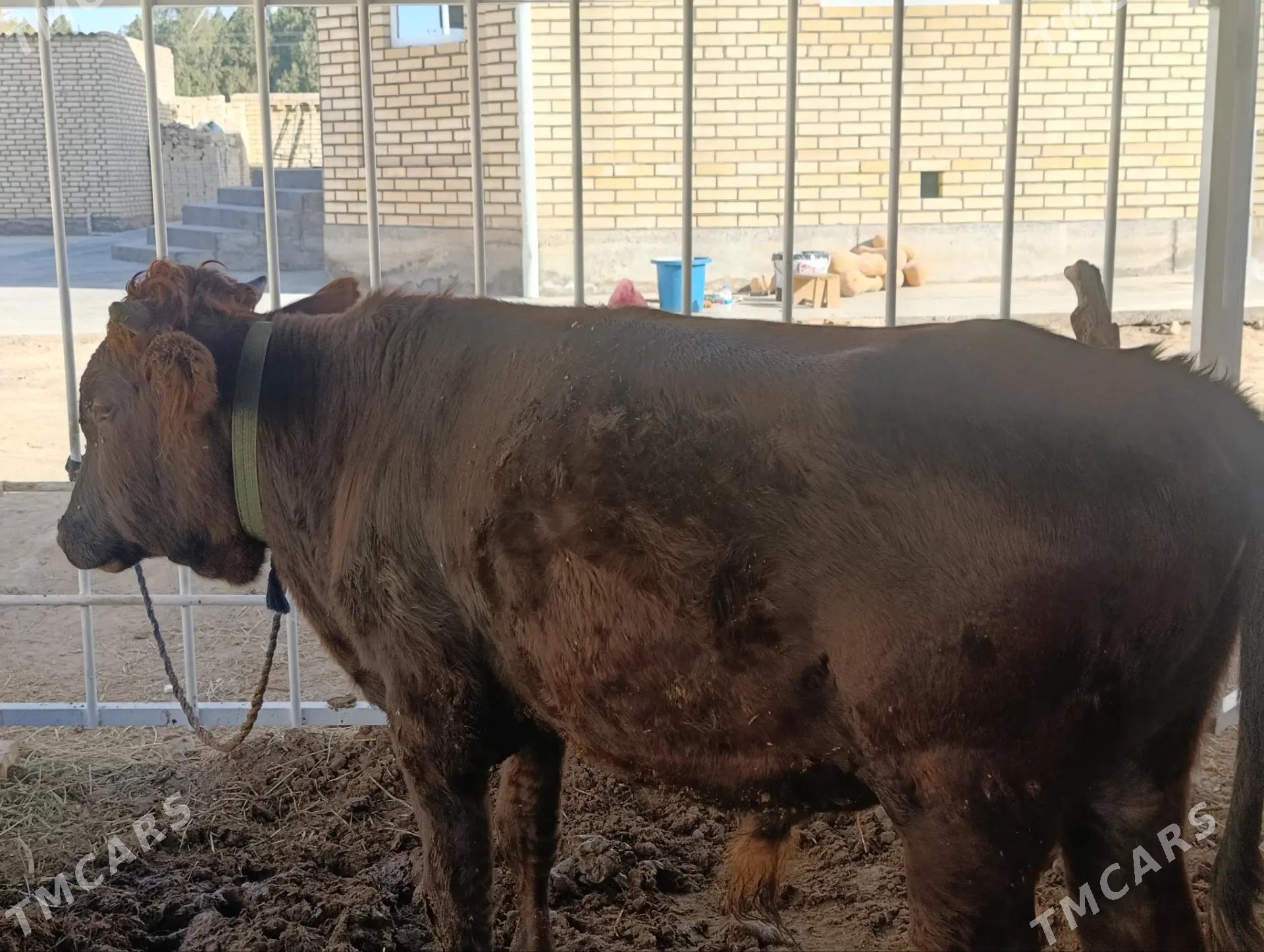 ÖKÛZCE - Байрамали - img 7