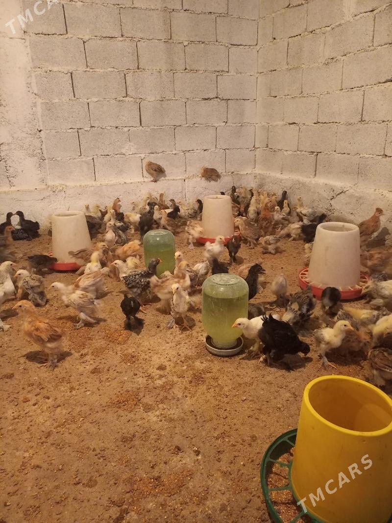 jüýje - Гёкдепе - img 2