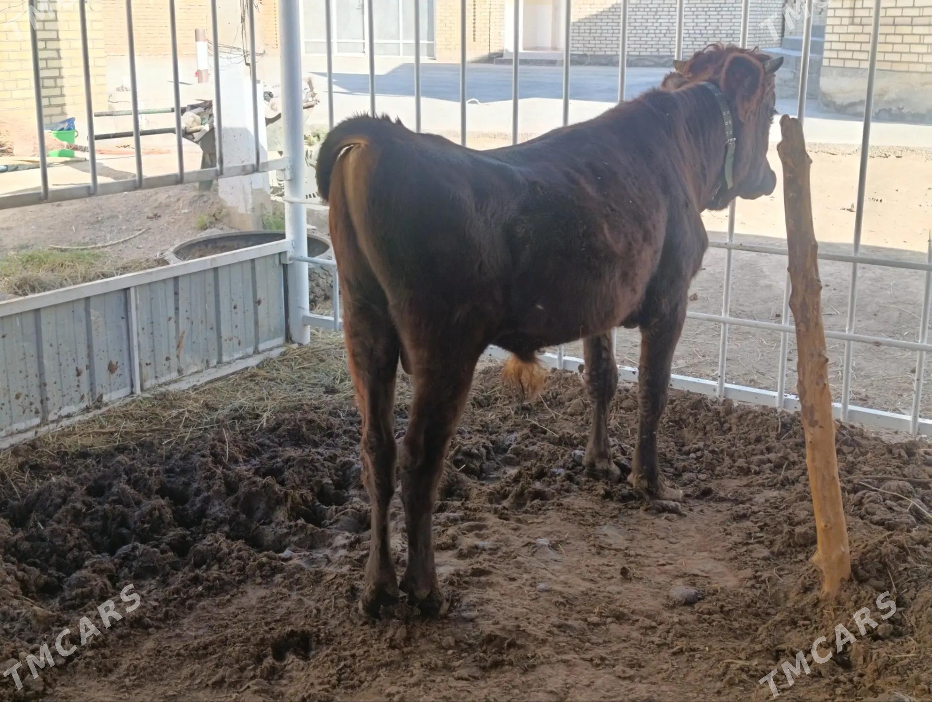 ÖKÛZCE - Байрамали - img 4