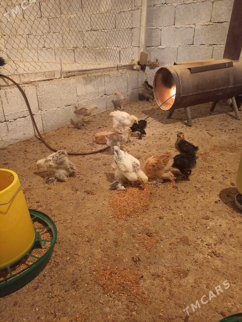 jüýje - Гёкдепе - img 3