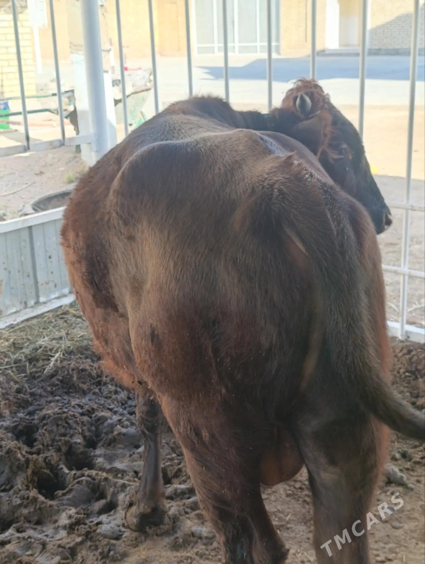 ÖKÛZCE - Байрамали - img 1