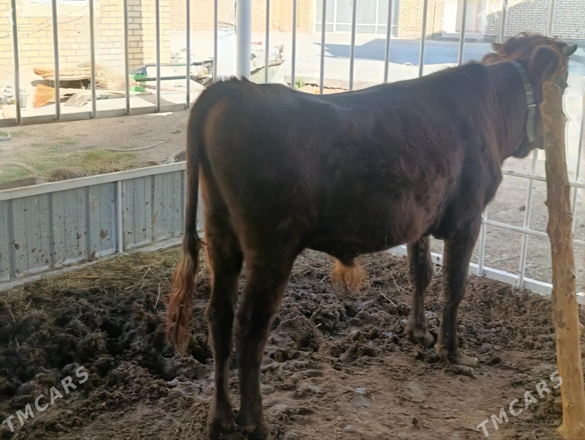 ÖKÛZCE - Байрамали - img 3