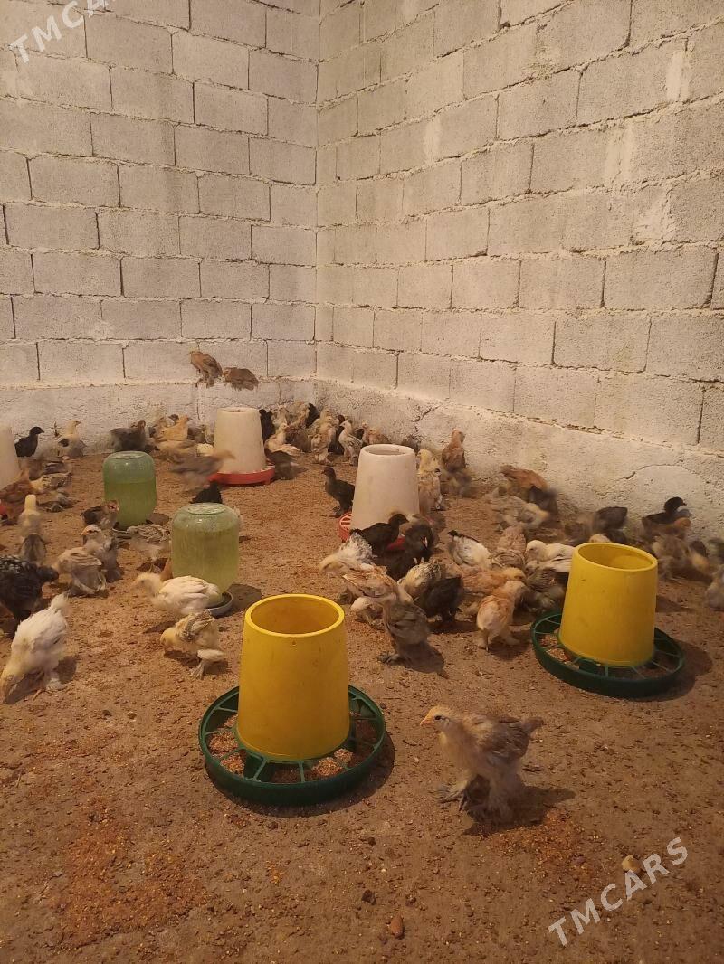 jüýje - Гёкдепе - img 1