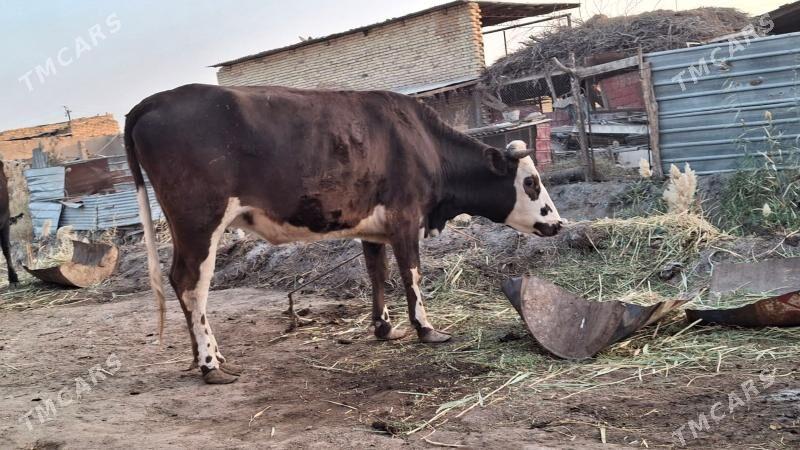 çornyy pyostra yetik bogaz - Чарджоу - img 2