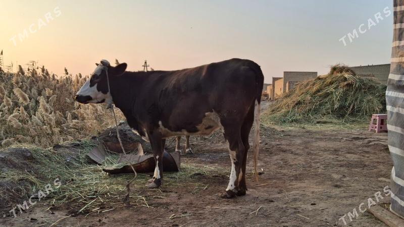 çornyy pyostra yetik bogaz - Чарджоу - img 5