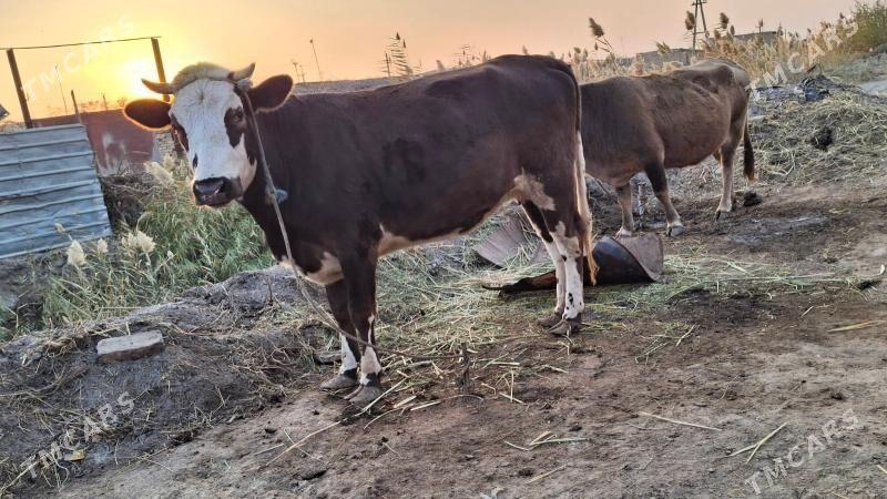 çornyy pyostra yetik bogaz - Чарджоу - img 1