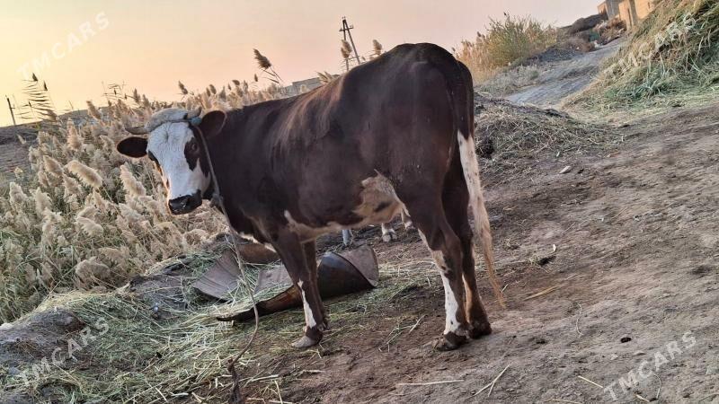 çornyy pyostra yetik bogaz - Чарджоу - img 3