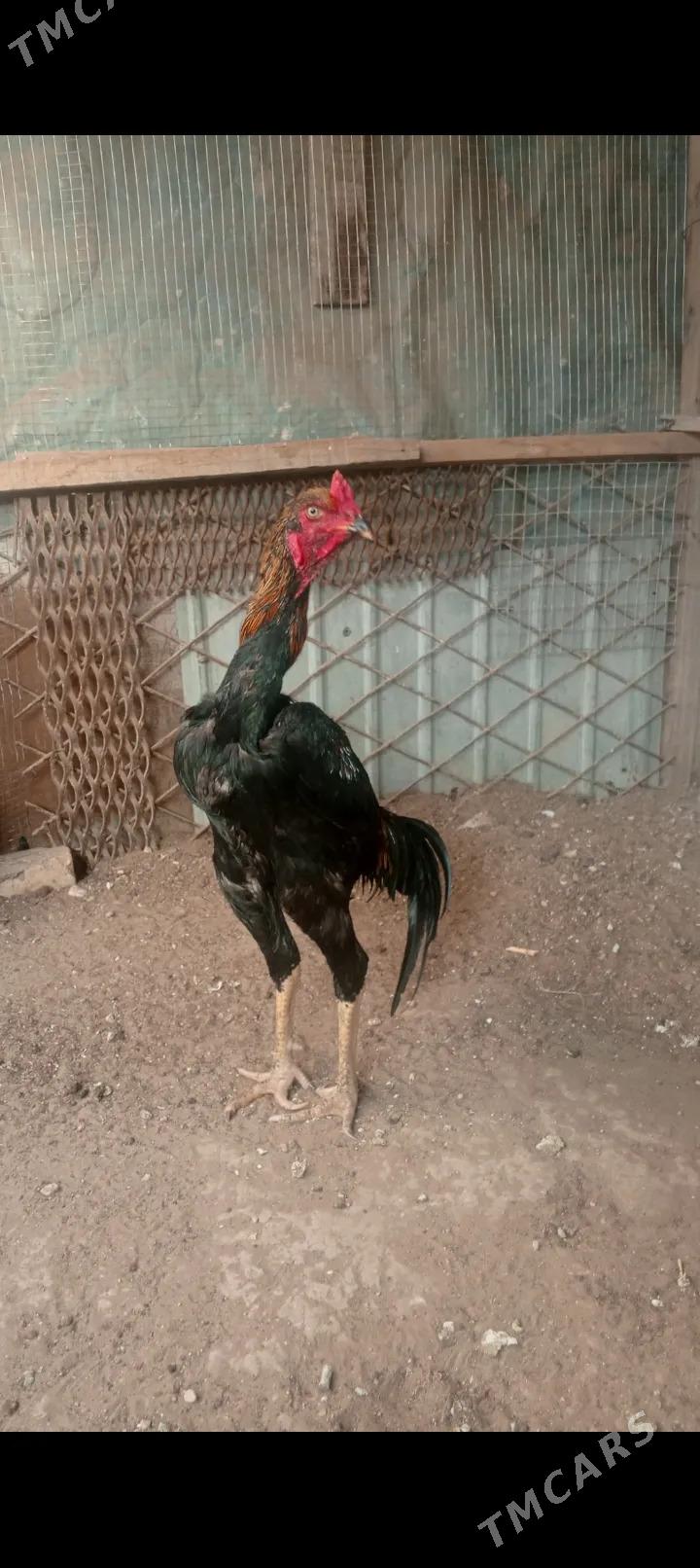 Horaz - Balkanabat - img 3