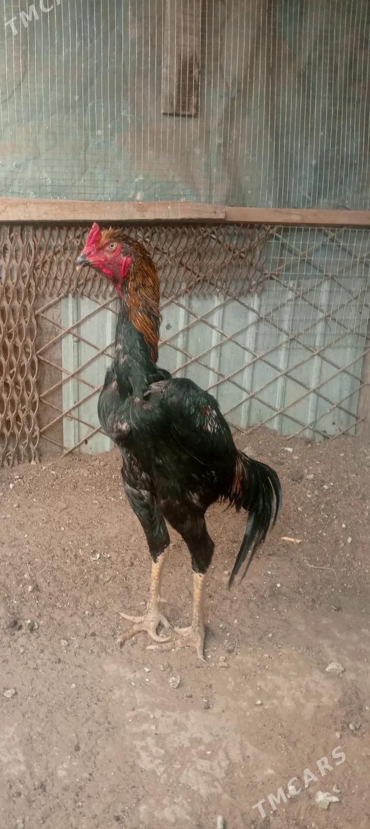 Horaz - Balkanabat - img 4