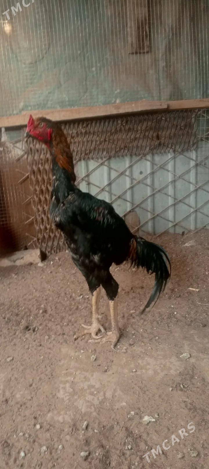 Horaz - Balkanabat - img 2