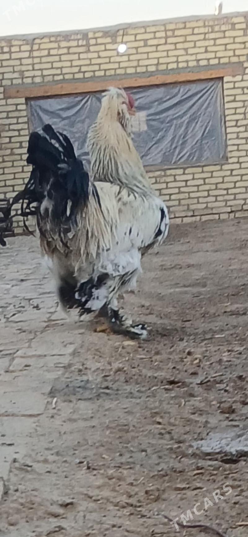 turoyka horaz - Байрамали - img 2