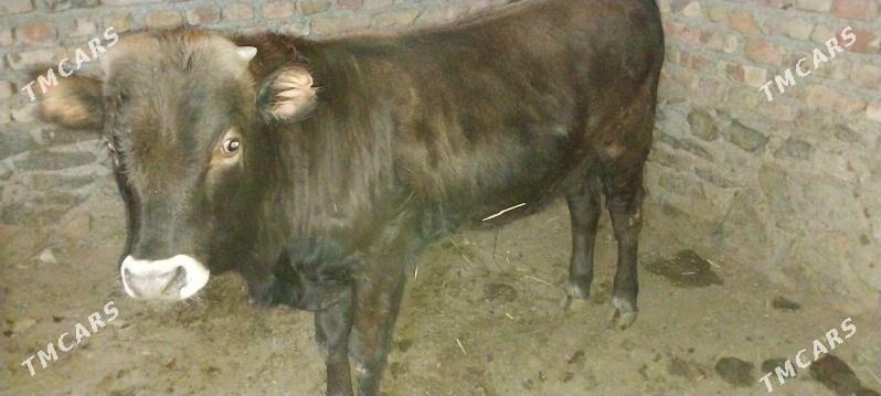 őkűzçe - Берекет - img 3