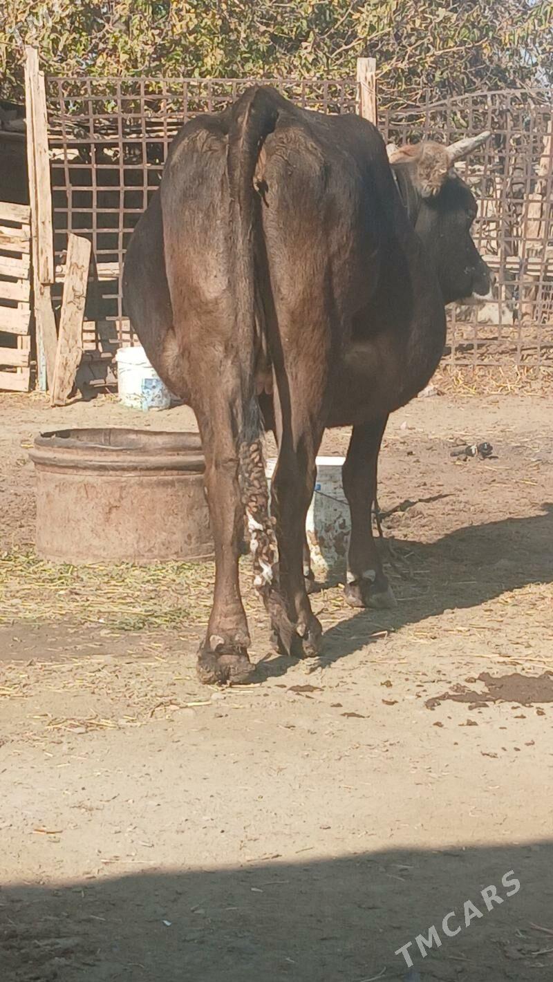 BOGAZ SYGYR - Бахарден - img 2