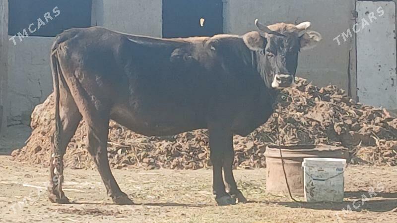 BOGAZ SYGYR - Бахарден - img 1