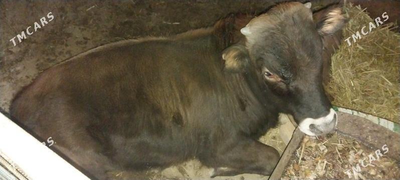 őkűzçe - Берекет - img 2