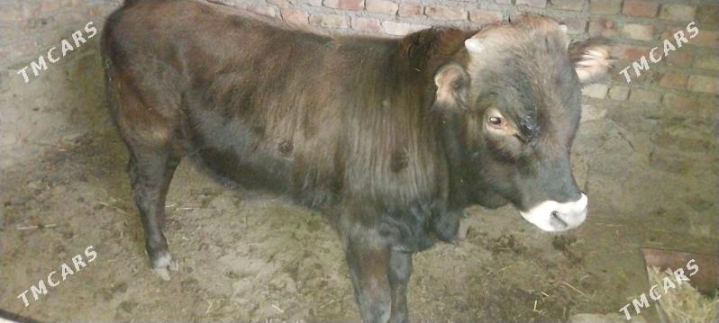 őkűzçe - Берекет - img 1