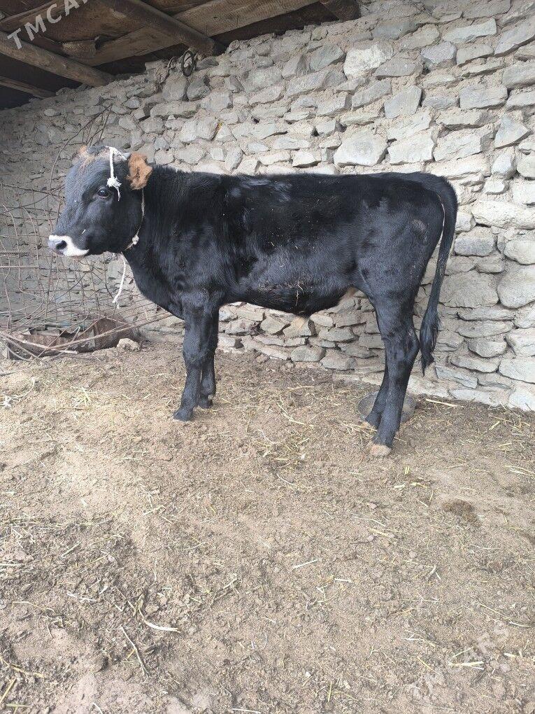 Okiz semiz - Берекет - img 2