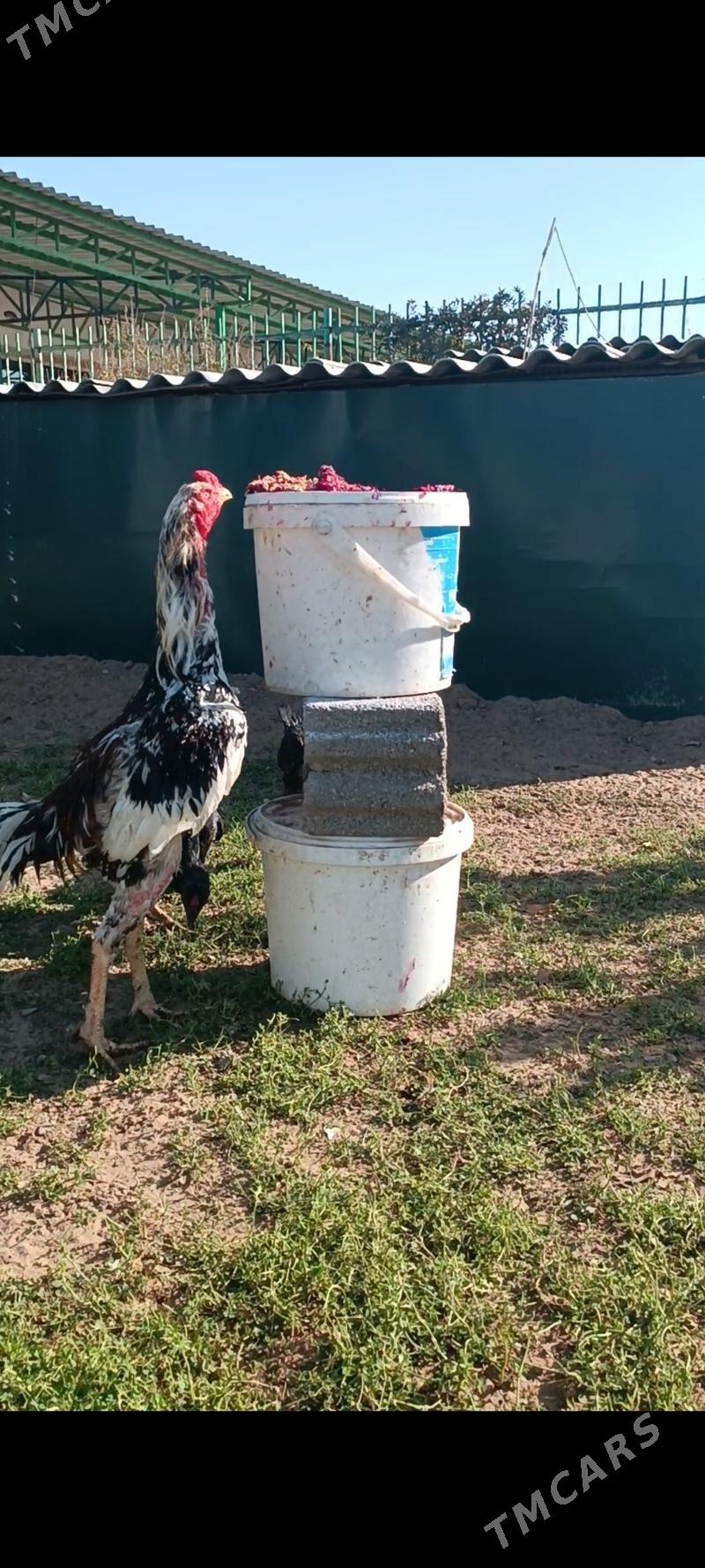 Mramyr alaja horaz - Тязе заман - img 3