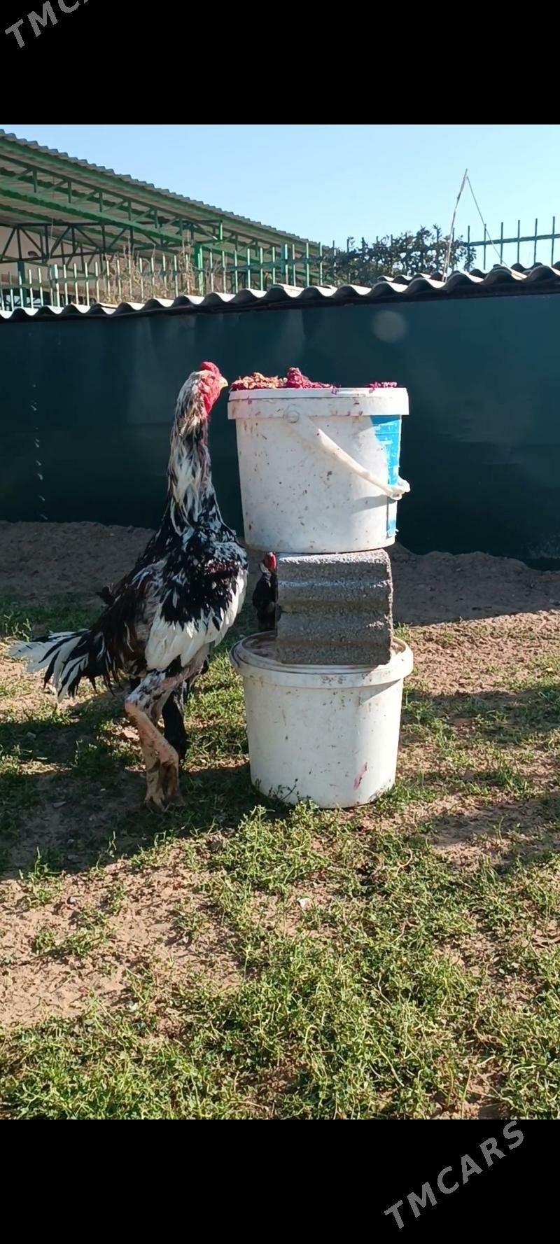 Mramyr alaja horaz - Тязе заман - img 4