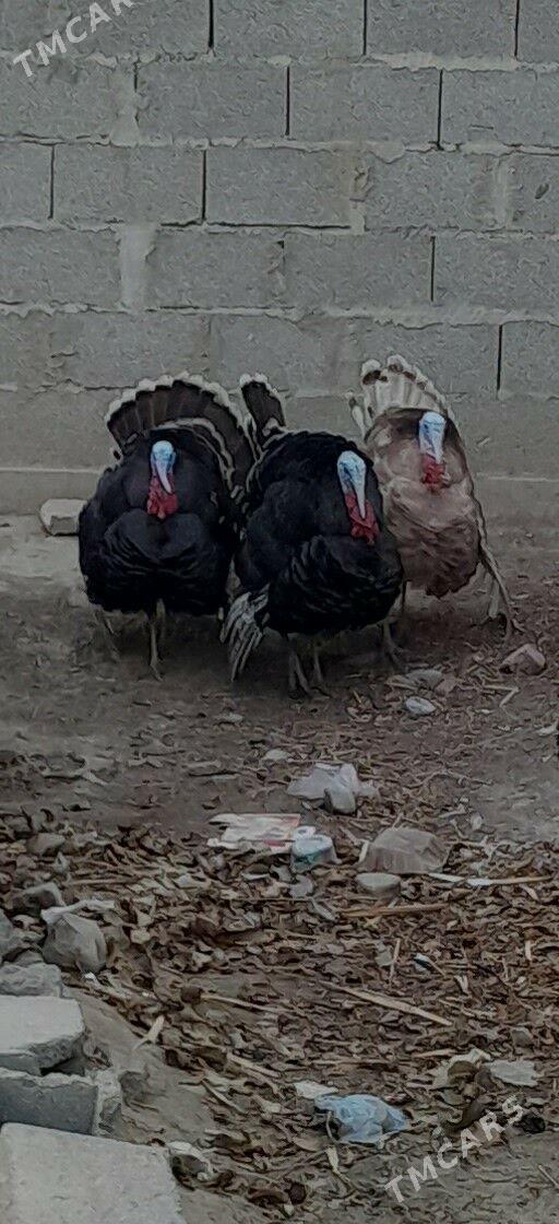 induk - Бахарден - img 1