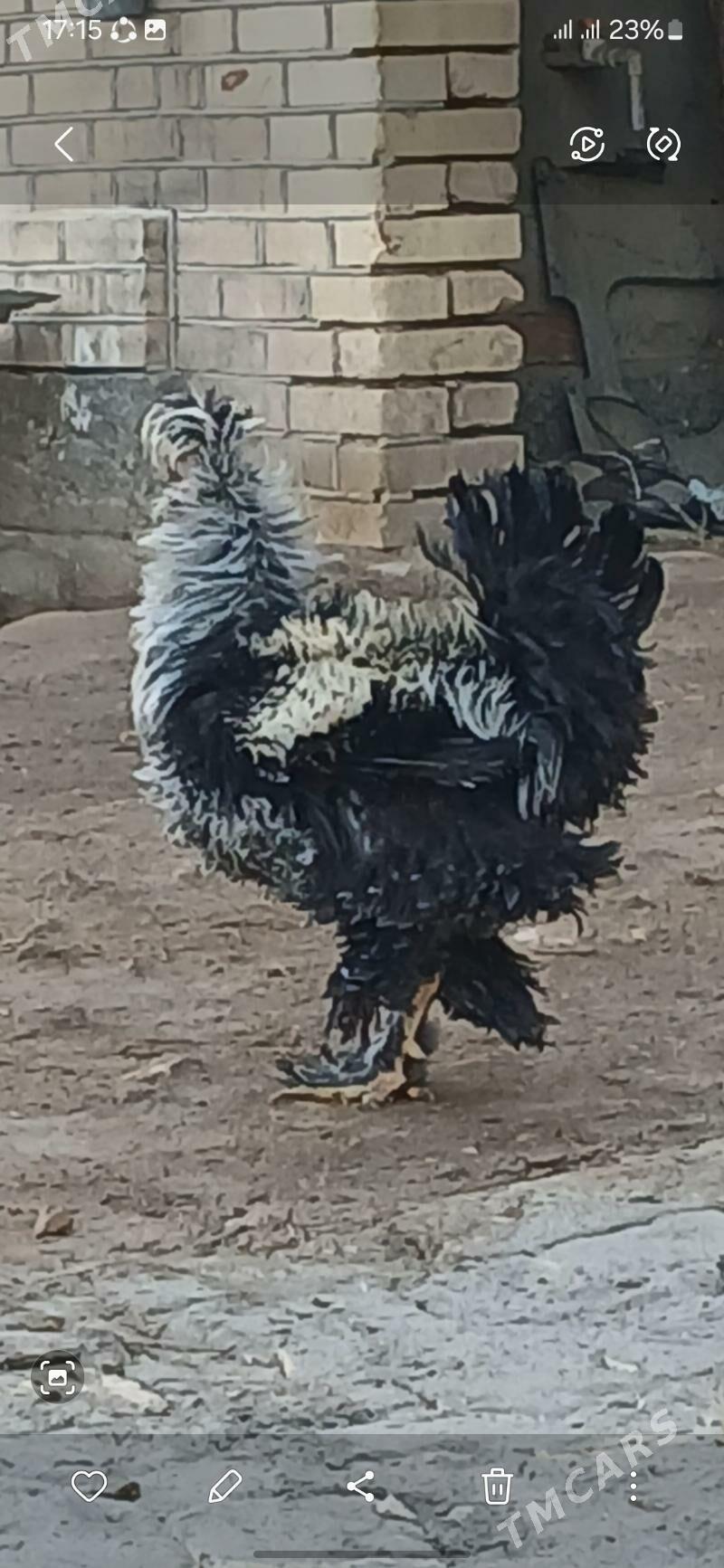 kirpi towuk - Baýramaly - img 2