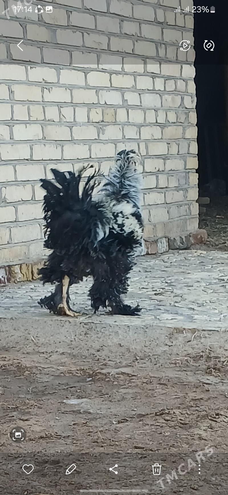 kirpi towuk - Baýramaly - img 3