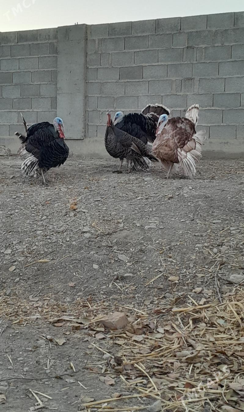 induk - Бахарден - img 2