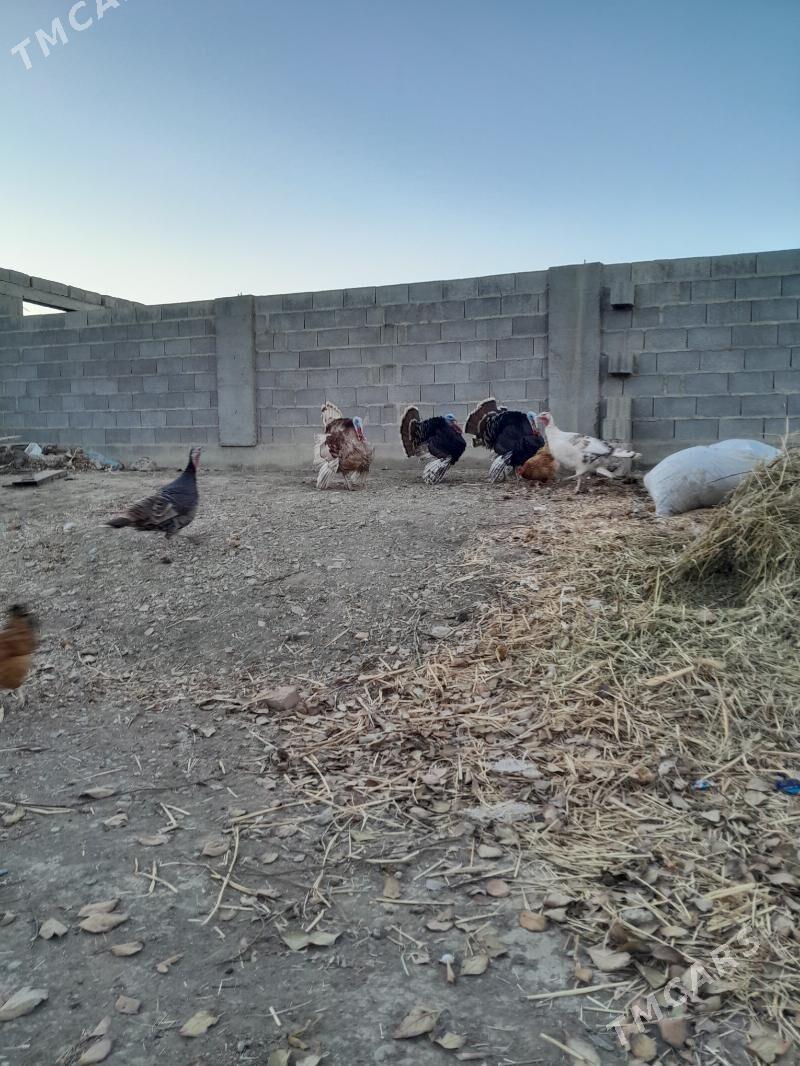 induk - Бахарден - img 5