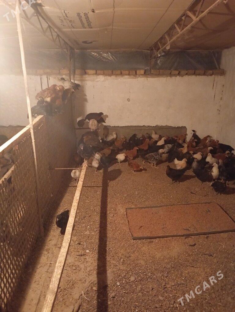 juje - Çärjew - img 2