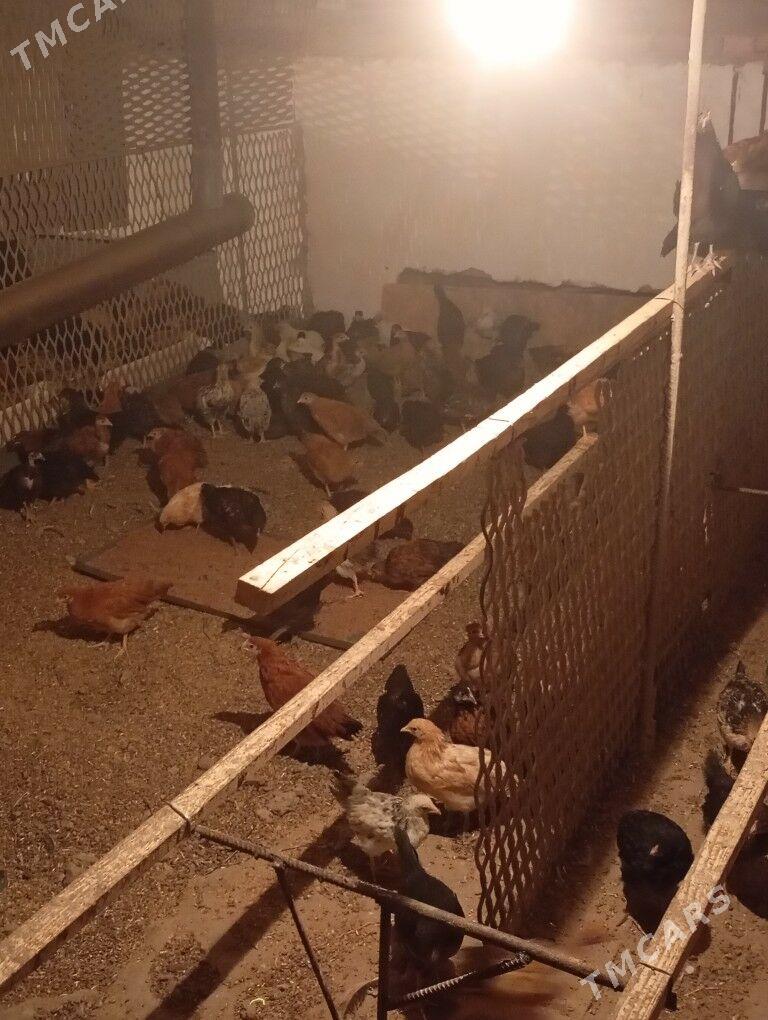 juje - Çärjew - img 5