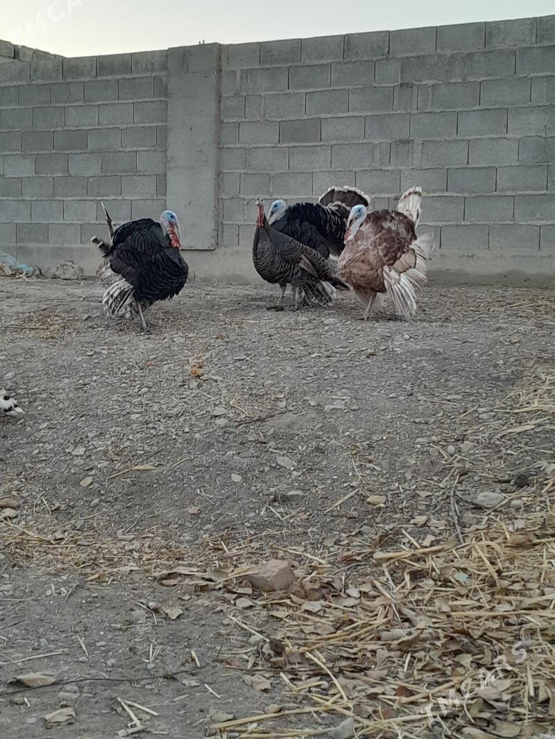 induk - Бахарден - img 4