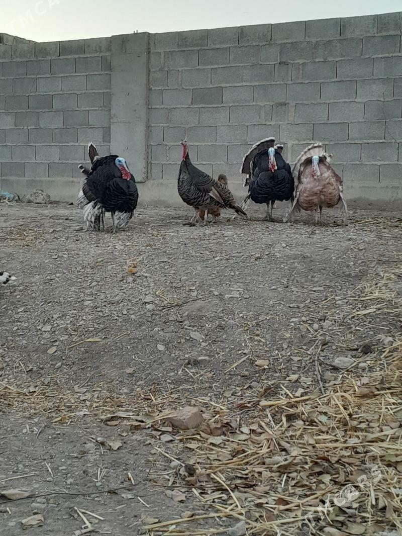 induk - Бахарден - img 3