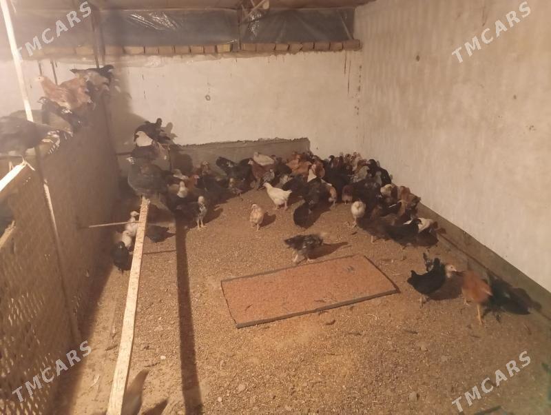 juje - Çärjew - img 4