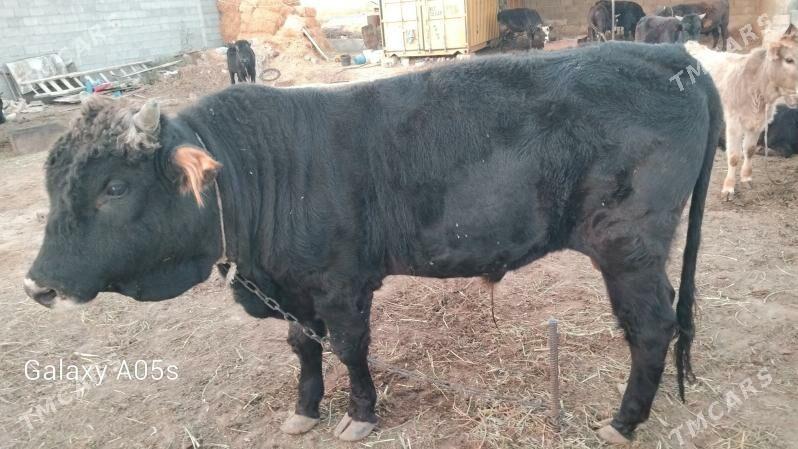 Bakylan okuz - Gökdepe - img 2