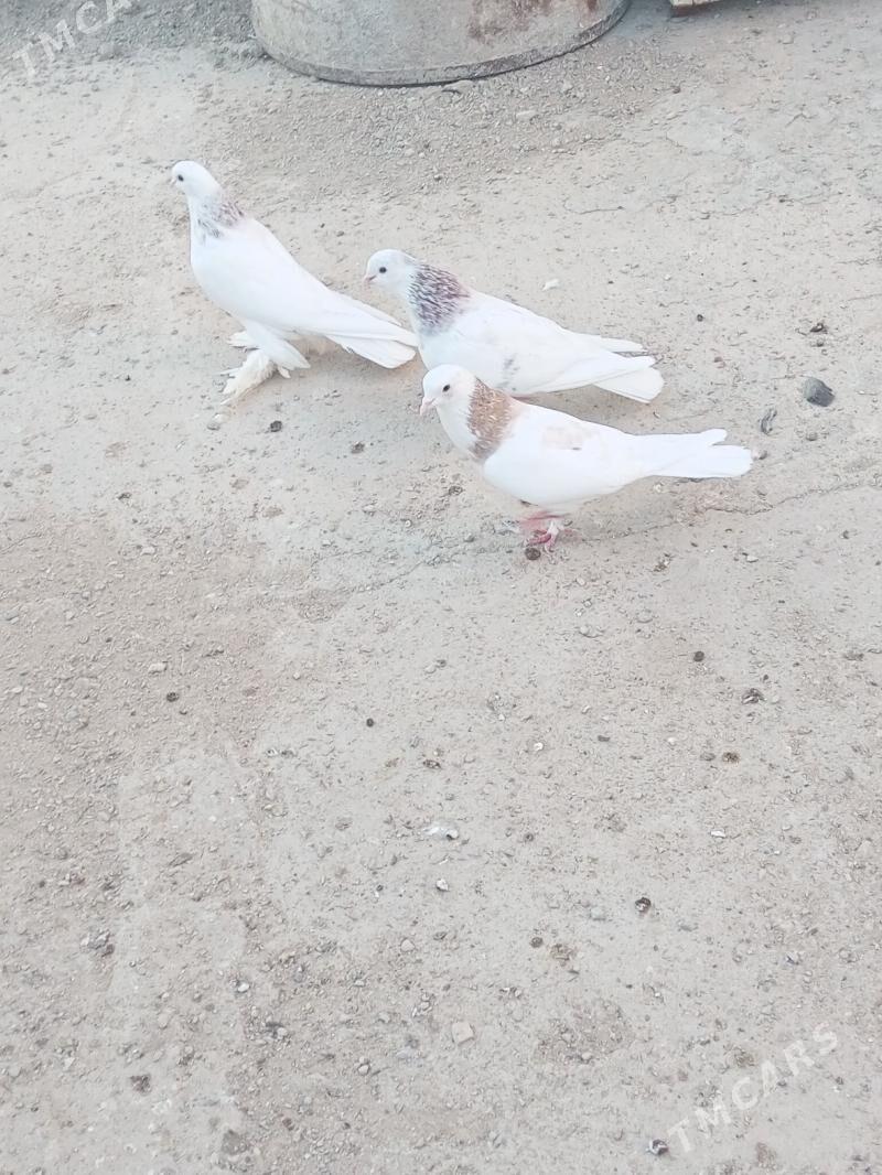 Kepderi - Балканабат - img 1