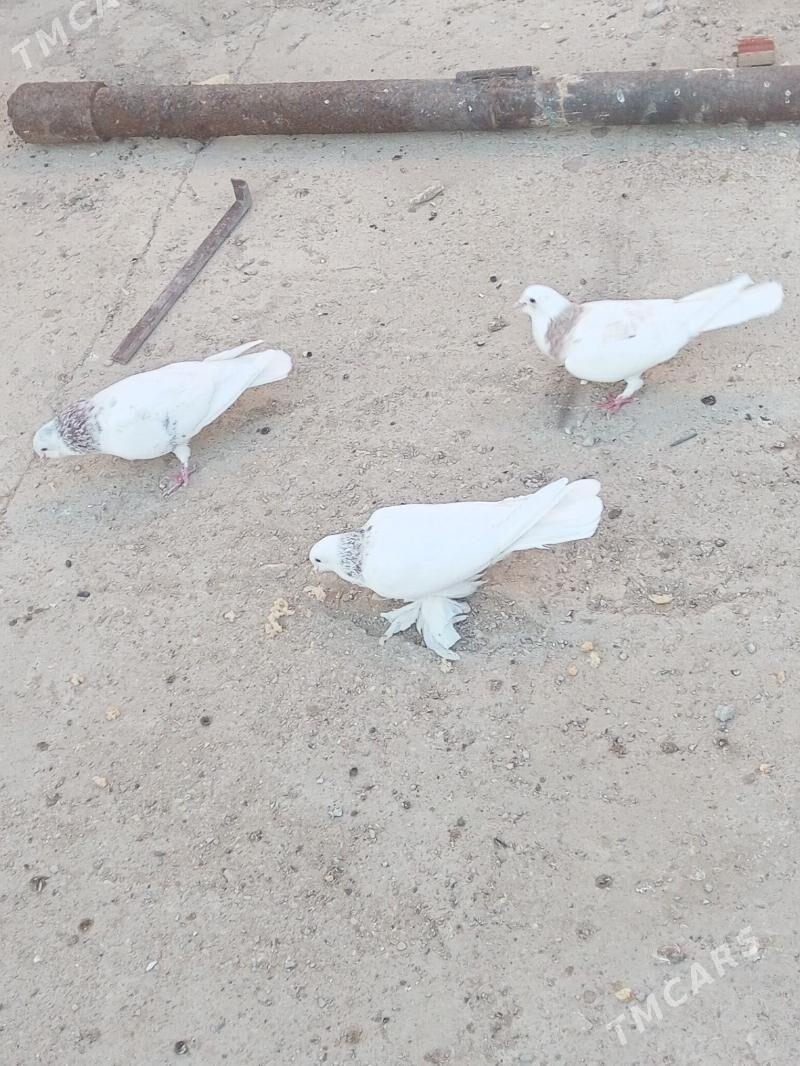 Kepderi - Балканабат - img 2